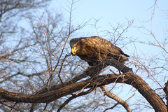Haliaeetus albicilla