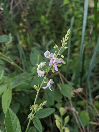 Image of Desmodium glabellum by (c) Alina Martin, some rights reserved (CC BY)