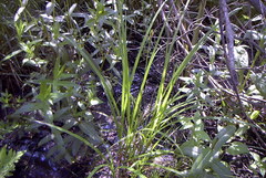 Carex stipata