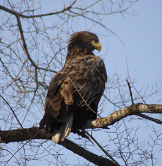 Haliaeetus albicilla