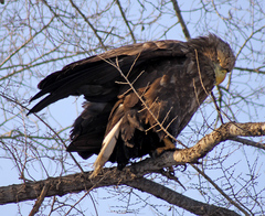 Haliaeetus albicilla