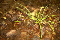Carex willdenowii