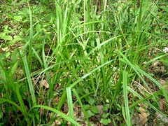 Carex cephalophora