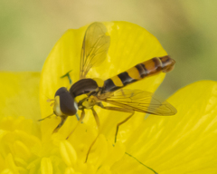 Sphaerophoria philanthus