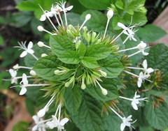 Clerodendrum calamitosum