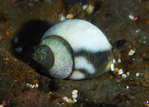 Echinolittorina hawaiiensis