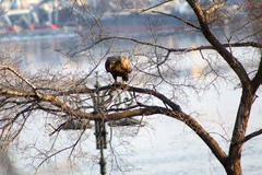 Haliaeetus albicilla