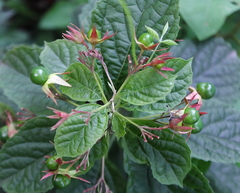 Clerodendrum calamitosum