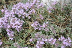 Thymus roegneri