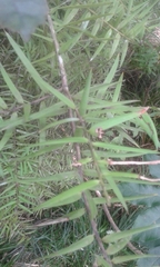 Podocarpus laetus
