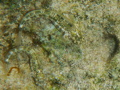 Istiblennius