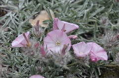 Convolvulus calvertii