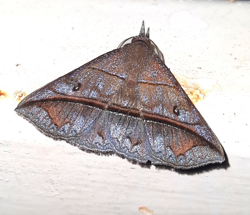 Talapoptera