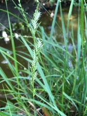 Chasmanthium nitidum