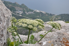Heracleum stevenii