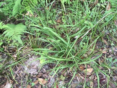 Chasmanthium nitidum