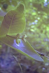 Lonicera dioica