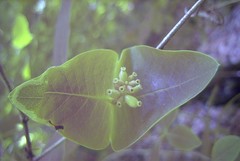 Lonicera dioica