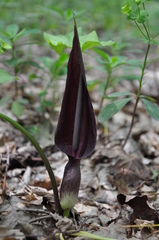 Arum elongatum