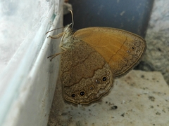 Pharneuptychia phares