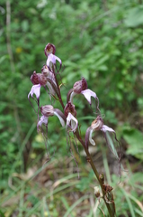 Himantoglossum comperianum