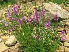 Lythrum virgatum