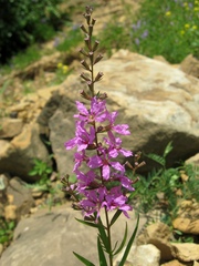 Lythrum virgatum