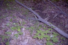 Muhlenbergia tenuiflora