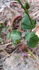 Asystasia gangetica gangetica