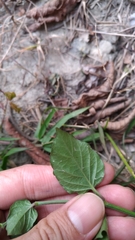 Asystasia gangetica gangetica