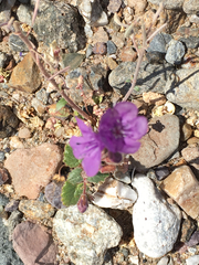 Phacelia calthifolia