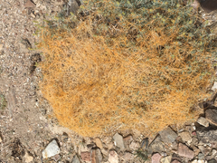 Cuscuta denticulata