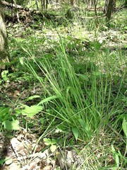 Poa sylvestris