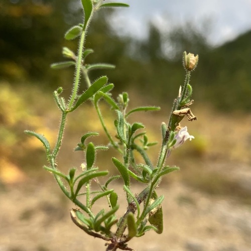 Chaenorhinum minus ssp. minus