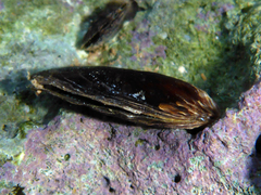 Isognomon perna