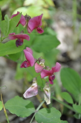 Lathyrus rotundifolius