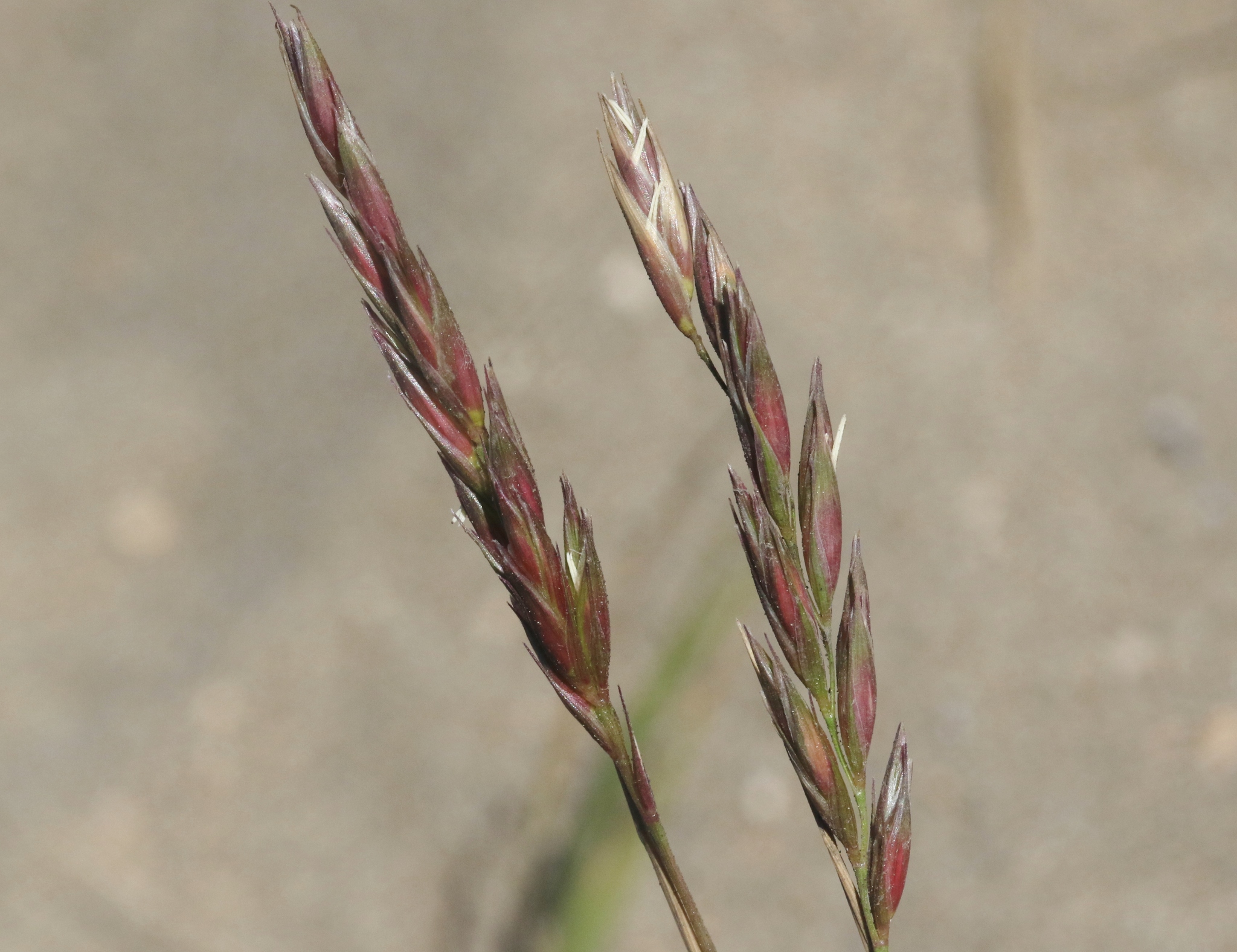 Bromus maritimus