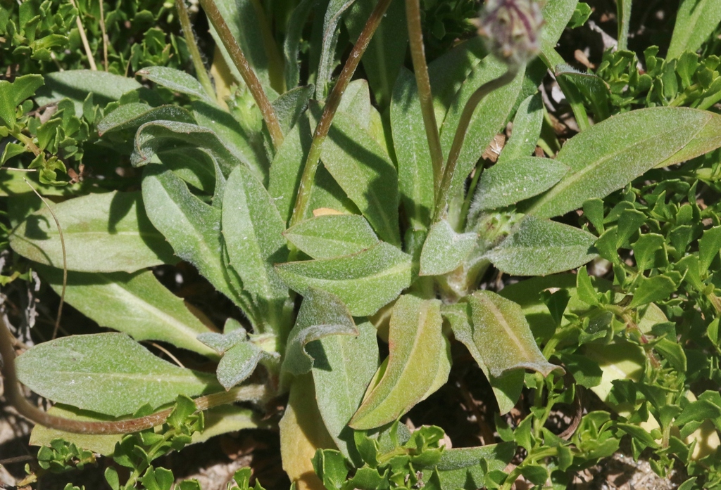 seaside agoseris