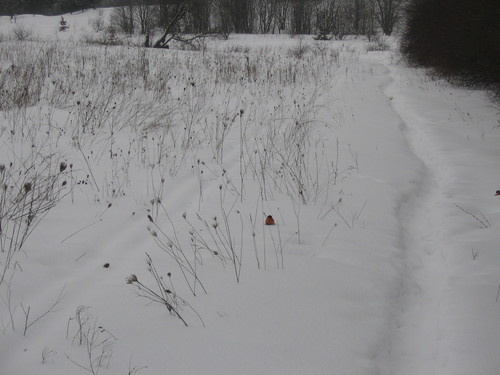 Juodagalvė sniegena