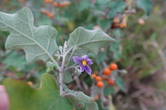 Solanum violaceum