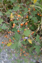 Solanum violaceum