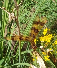 Celithemis eponina