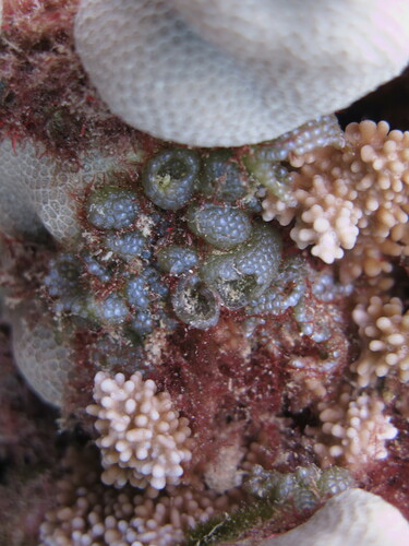 Dictyosphaeria observed 2023-07-22