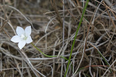 Wahlenbergia rupestris