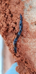 Geoplana arkalabamensis