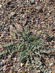 Astragalus layneae