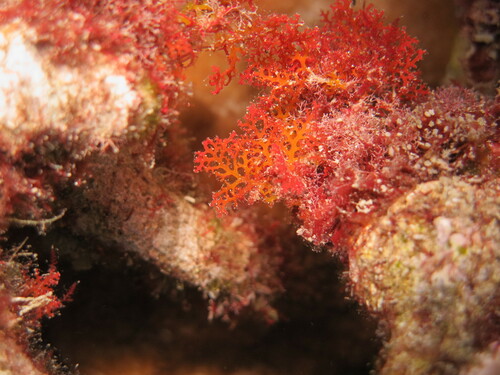 Portieria hornemannii observed 2023-07-17