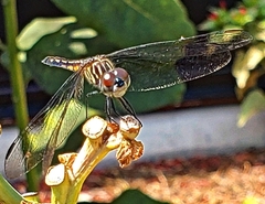 Pachydiplax longipennis