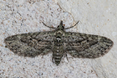 Eupithecia longidens