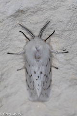 Spilosoma dubia
